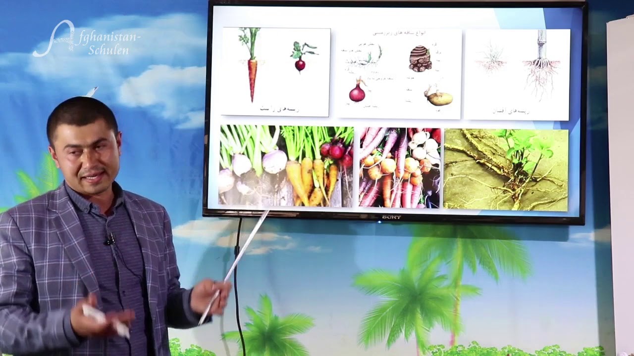 (بیولوژِی صنف دوازدهم ( انتقال مواد در نباتات تخمدار و ساختمان درخت