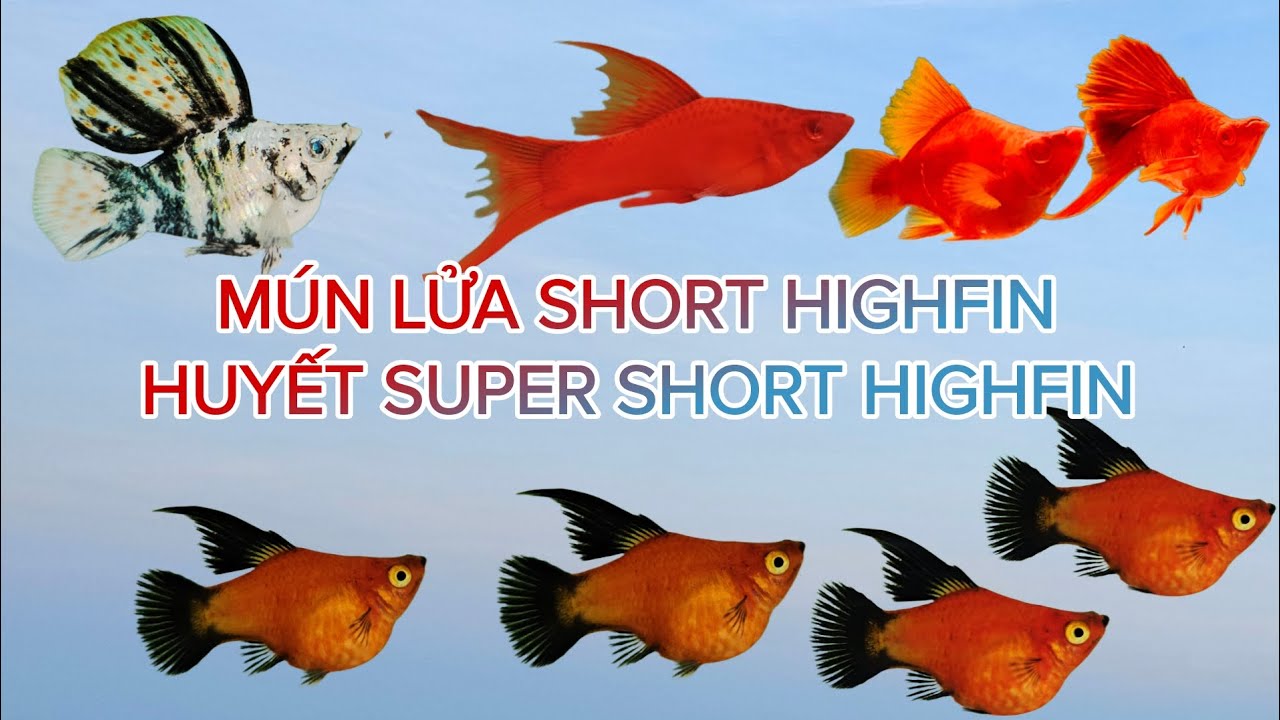 Mún Lửa Siêu Short Kỳ Cao - Dòng Hot 