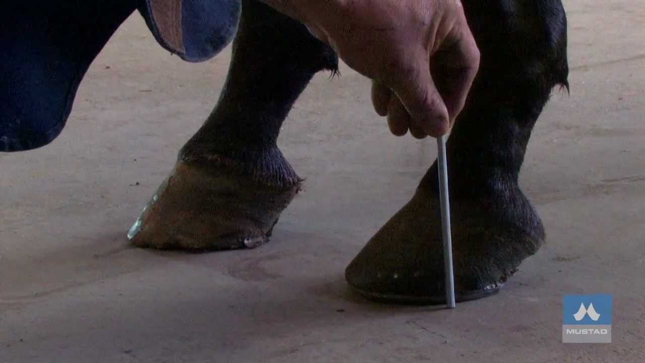 Horse evaluation