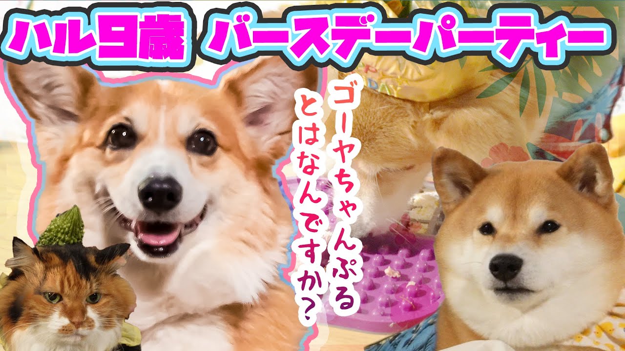 【誕生日】ハル9歳！早食い秘密道具＆ゴーヤを生で食べるのはダイジョブでっすヨ！
