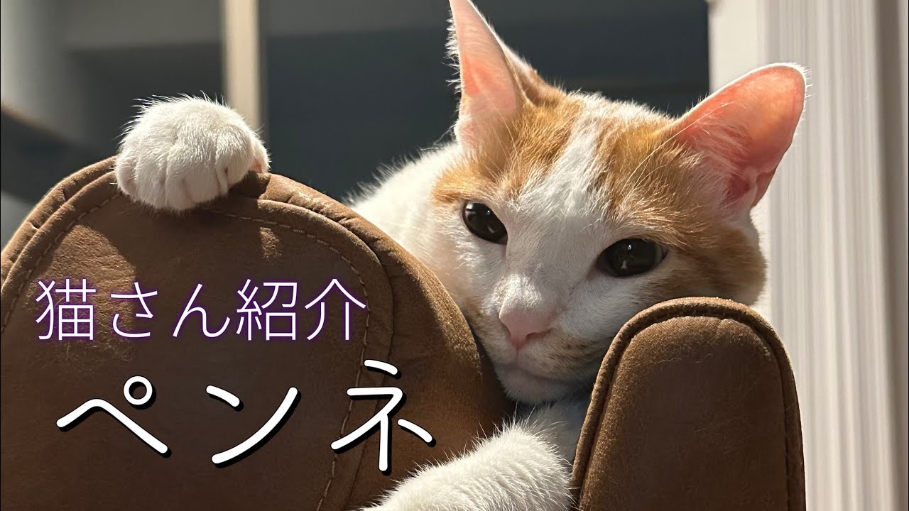 【パスタの仲間たち】猫さん、紹介動画