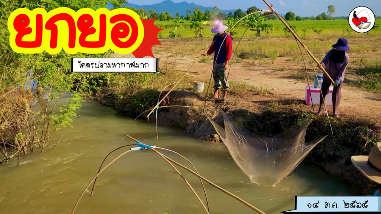 ยกยอ ปลายังขึ้นไม่หยุด ►Fishing lifestyle Ep.618