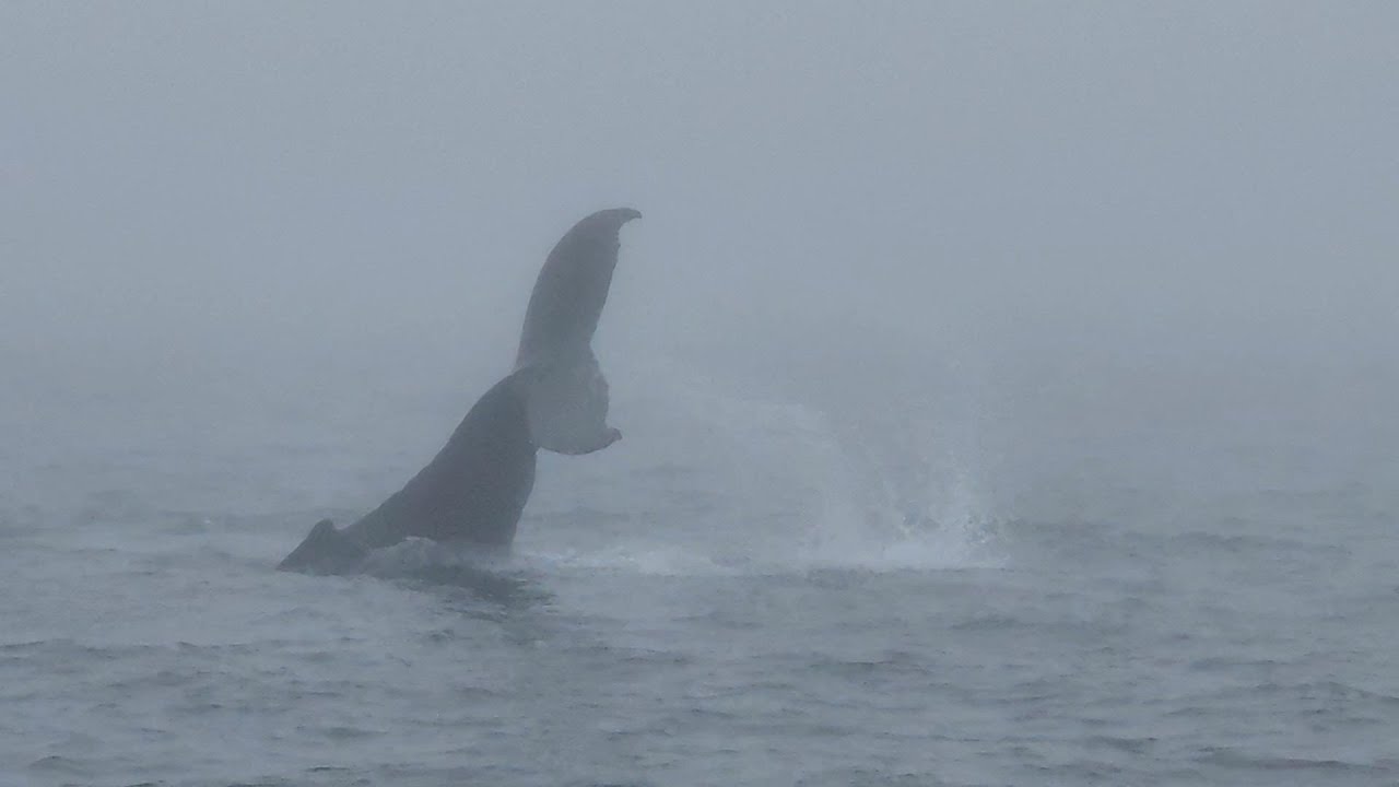 Whale Watching | Brier Island | Canada