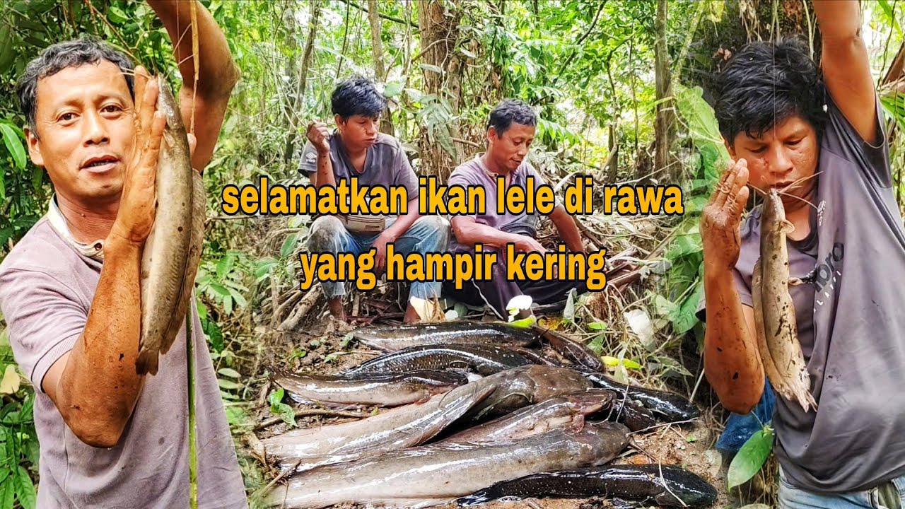 PANEN IKAN KELAPARAN DI RAWA YANG HAMPIR KERING