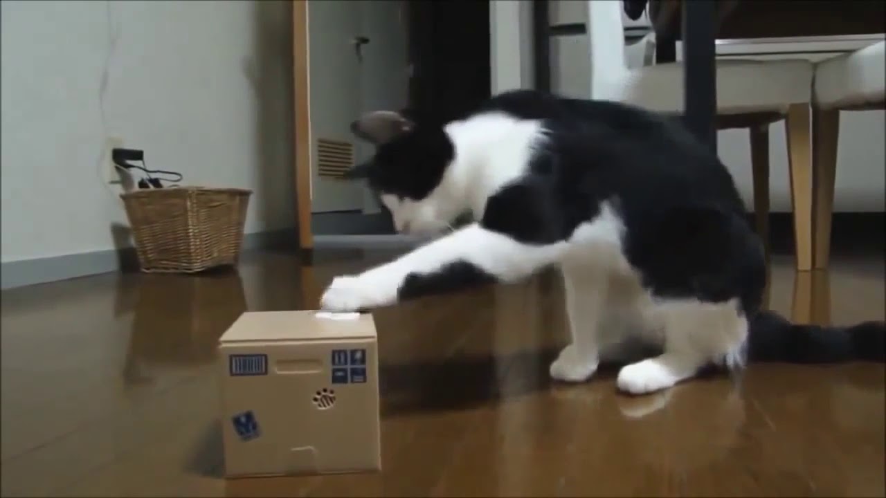 SMESNE MACKE DO SUZA POKUSAJTE DA SE NE NASMEJETE