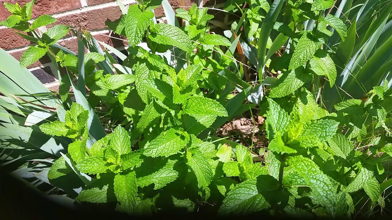 Mint! Mint for Mice Control?!