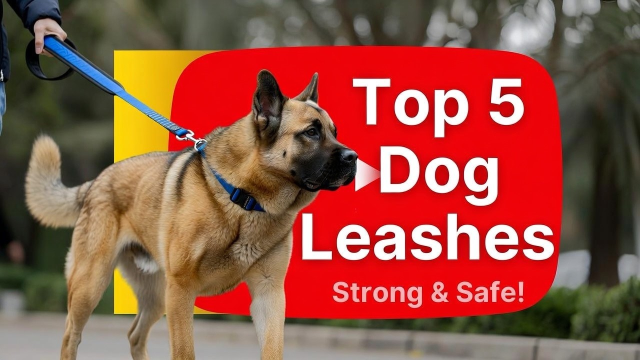 Top 5 best heavy duty dog leash for large dogs 2026 (Must See) Review Guide Before You Buy
