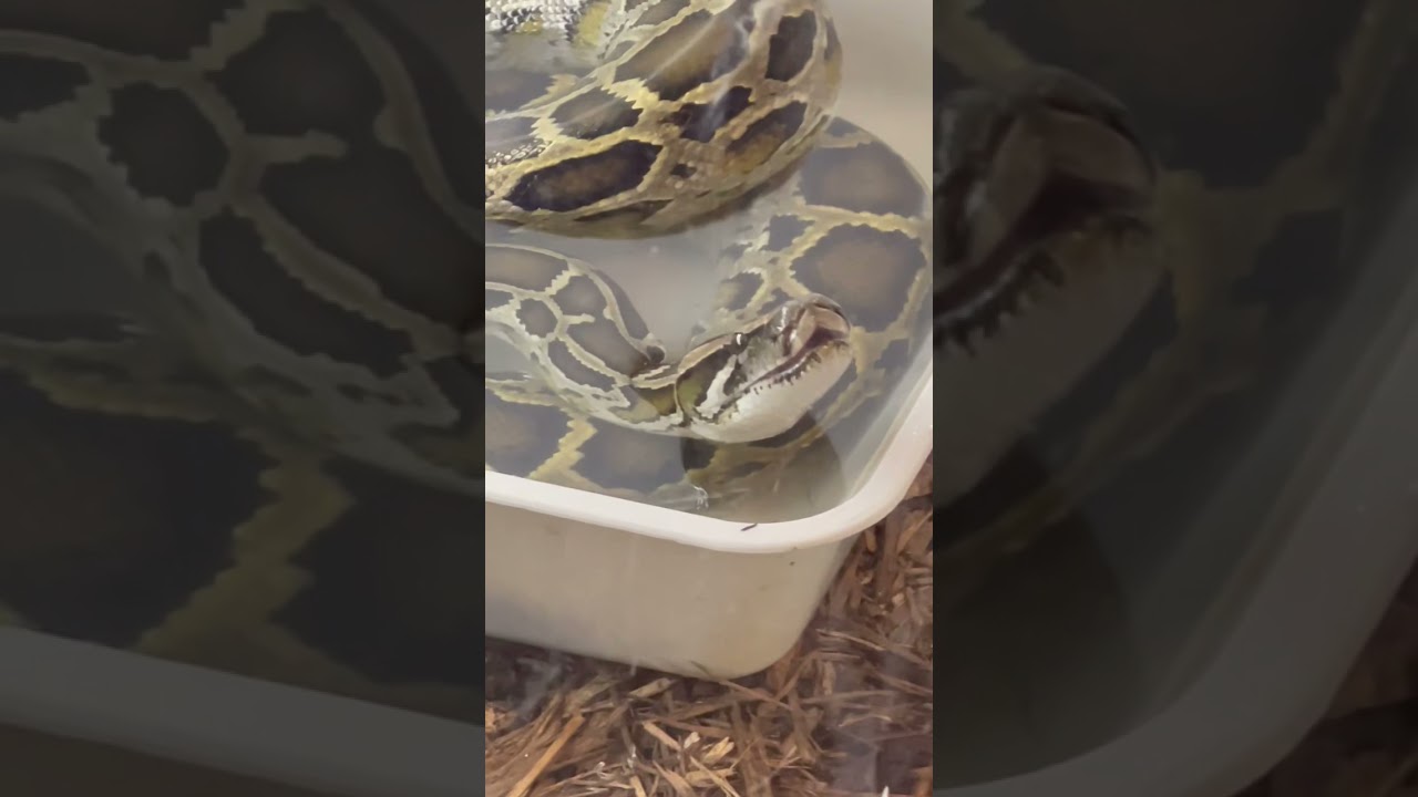 GIANT SNAKE YAWNING! #shorts #adorable