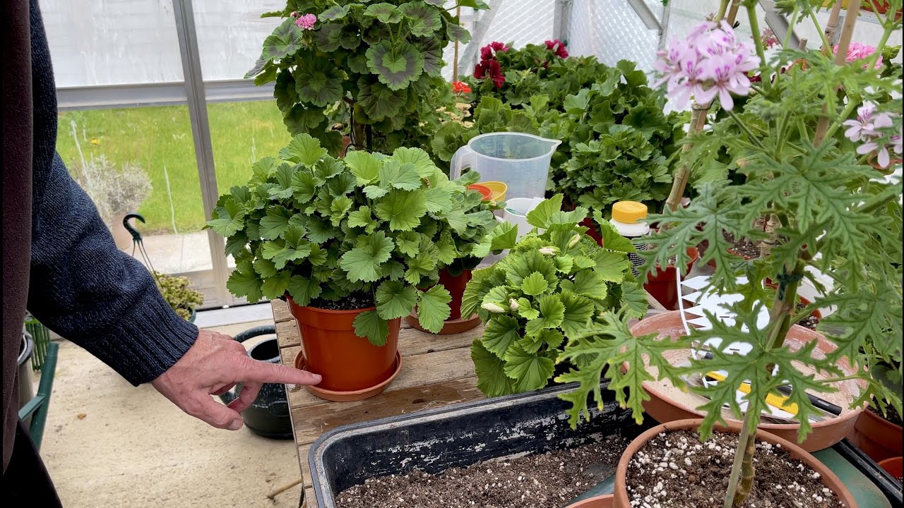 All About Watering Pelargoniums