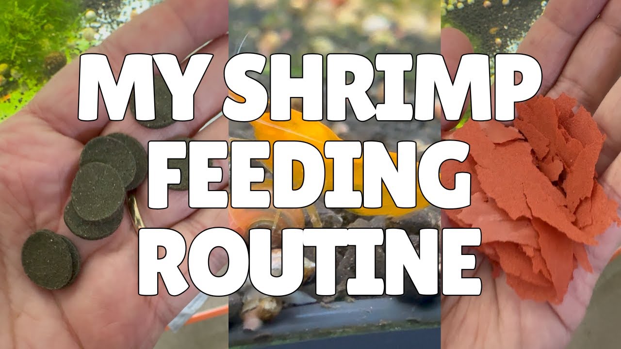 My Shrimp Feeding Routine