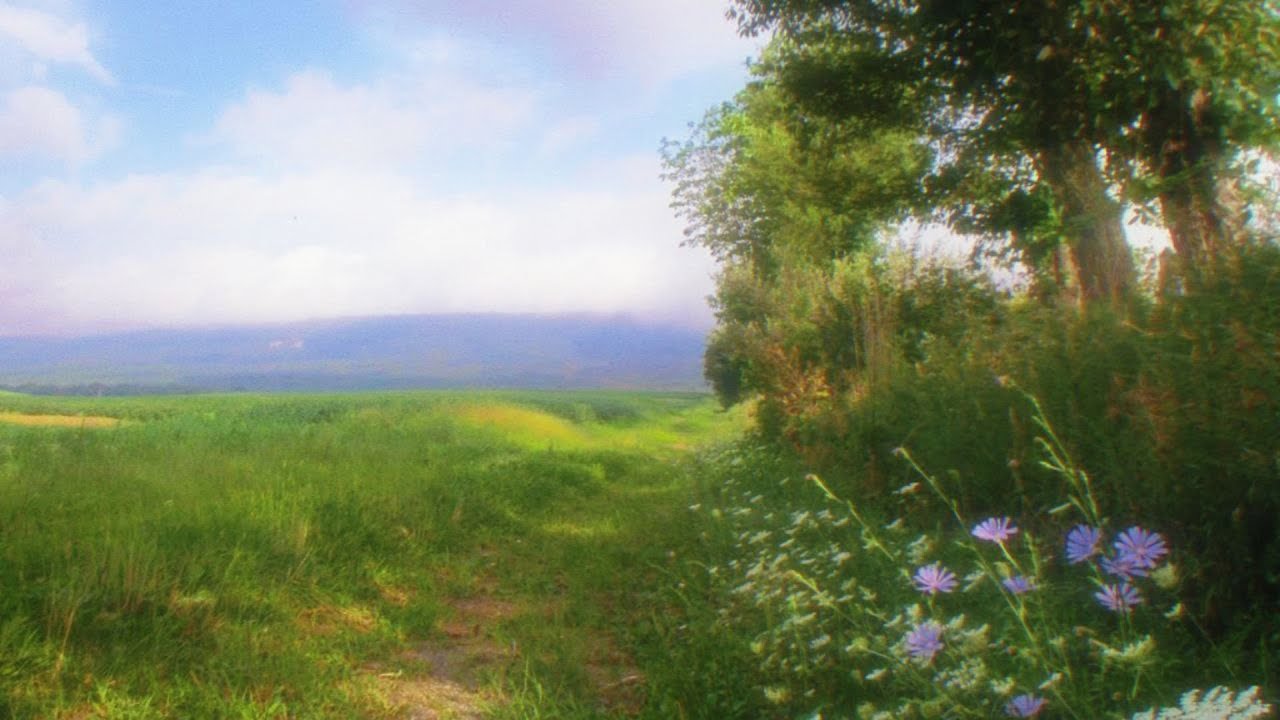 soft melodies for a quiet morning 🌿☀️ (studying, calming & relaxing)