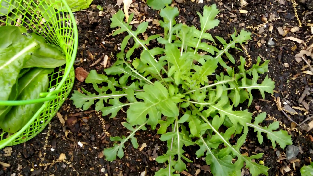 How to Harvest Arugula