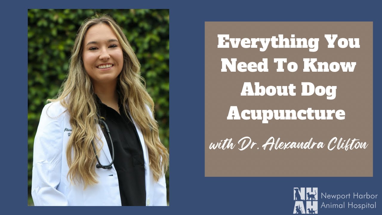 Everything You Need To Know About Dog Acupuncture