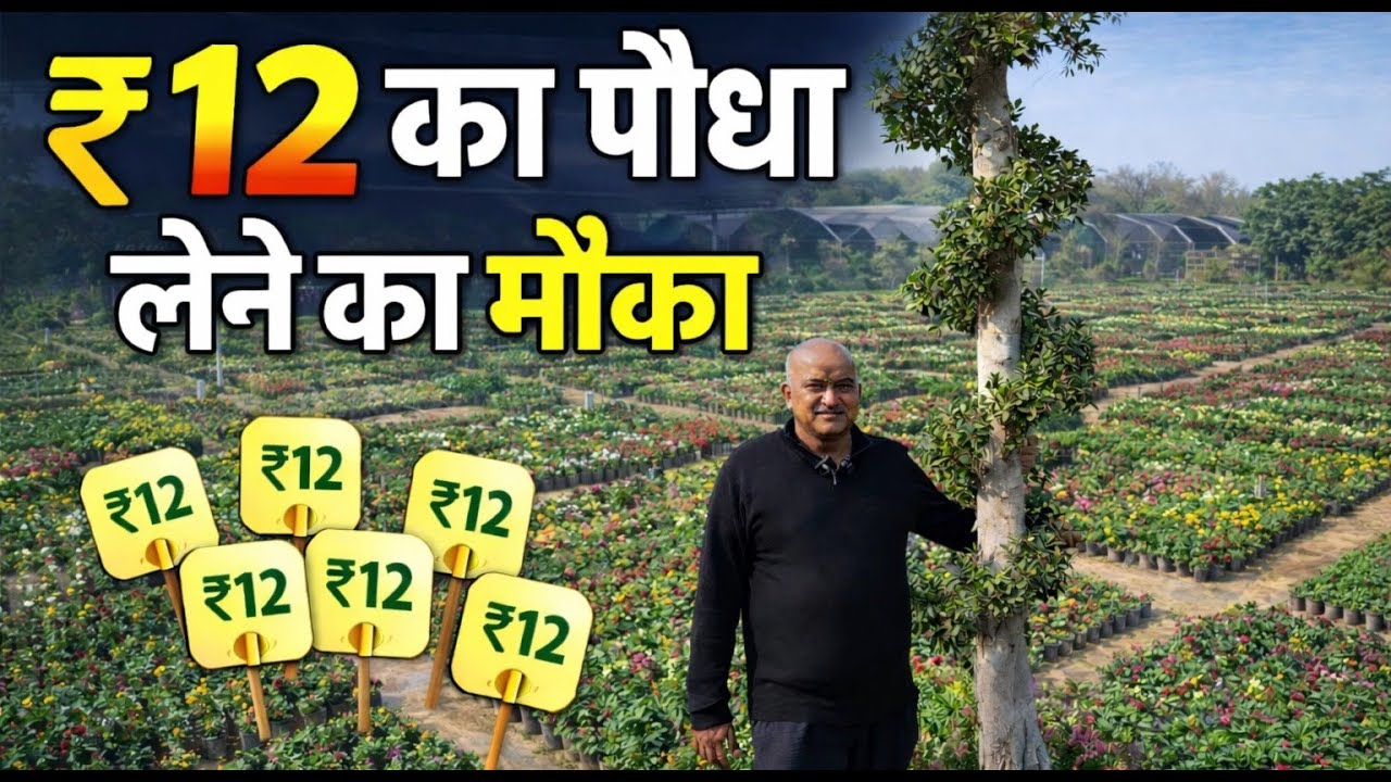 ₹12 का पौधा लेने का मौका 😱 Gurgaon की सबसे बड़ी प्लांट नर्सरी 🌿 दिल्ली NCR की सबसे सस्ती नर्सरी