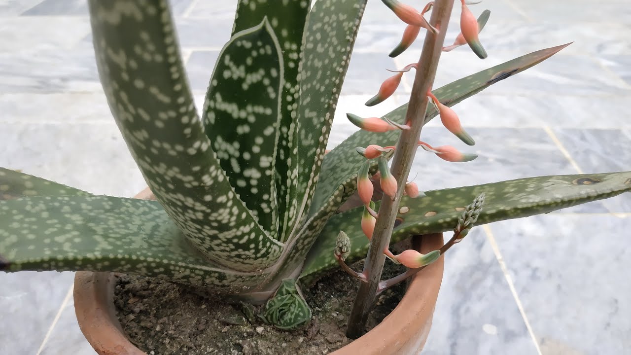 How to Grow and Care for Gasteria Succulent Plant | Stomach Shape Flowering Plant | Cow'a Tongue