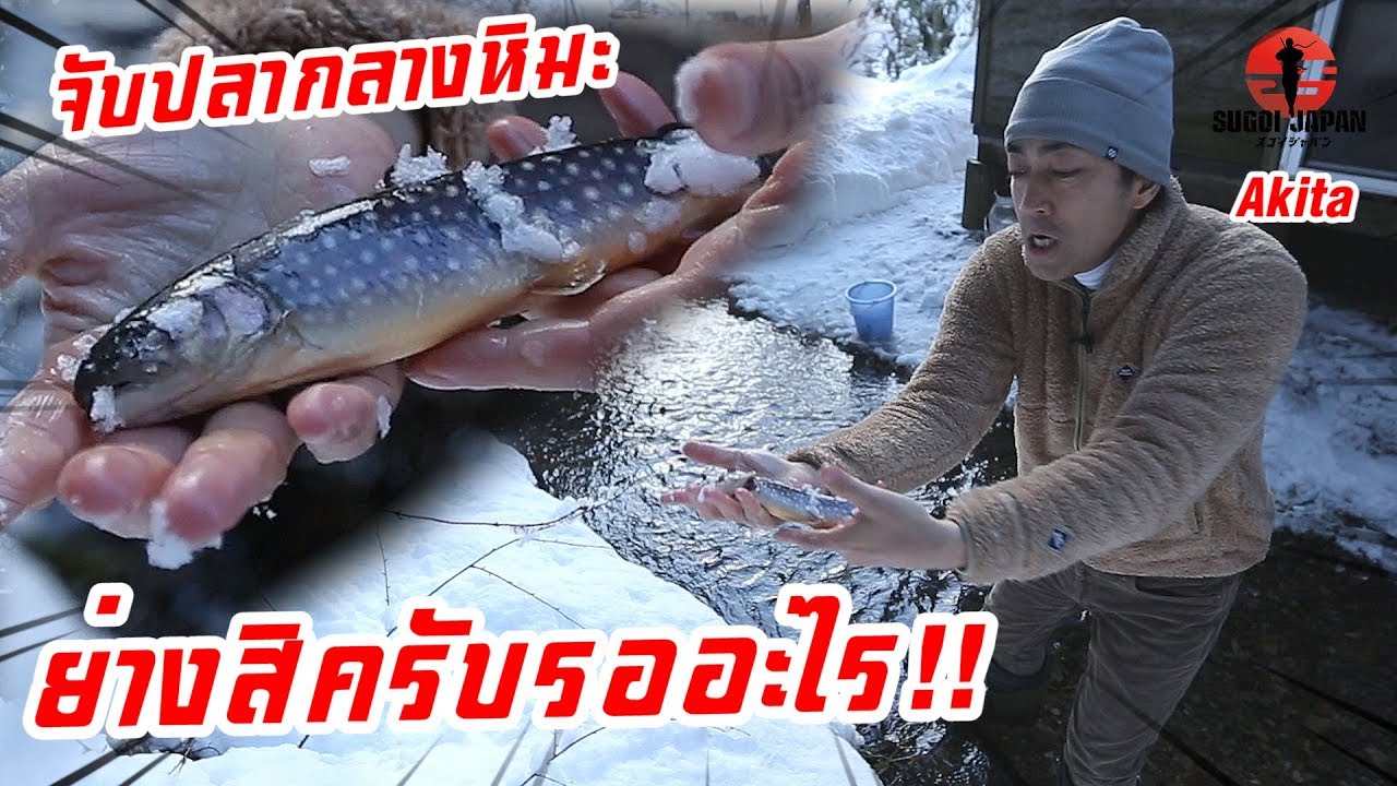 พักโฮมสเตย์ญี่ปุ่นจับปลาหลังบ้านมาย่างกิน SUGOI JAPAN-สุโก้ยเจแปน ตอนที่ 231 Akita