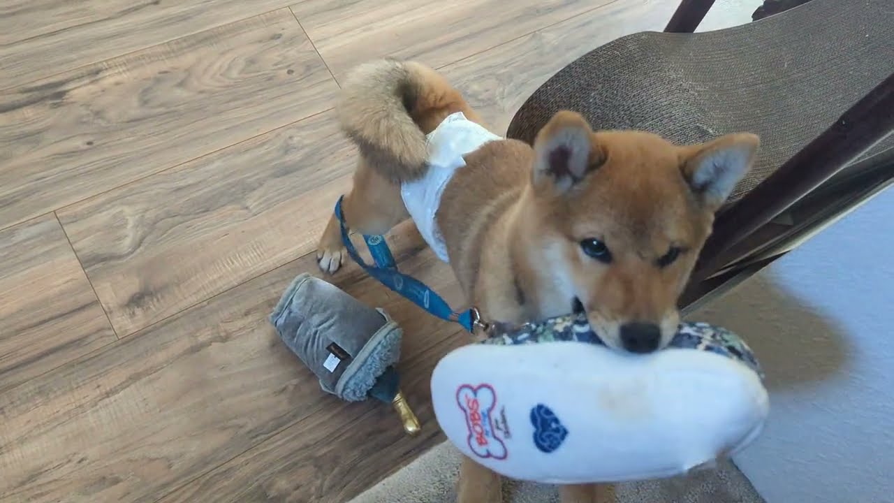 Shiba Inu Puppy Demonstrates His Love for Shoes - and Norwegian Forest Cat Can't Hang | Furbaby Fun