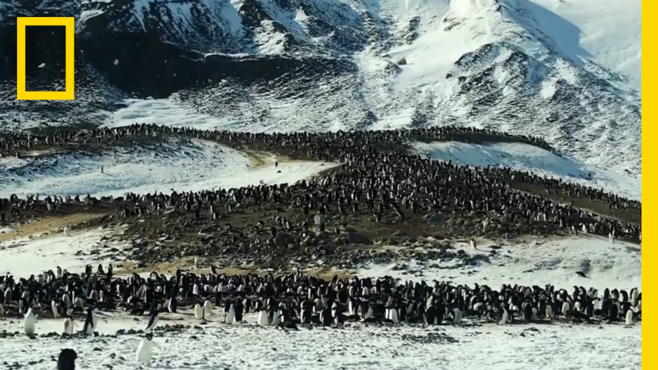 Chill Out with Ad&eacute;lie and Emperor Penguins | Continent 7: Antarctica
