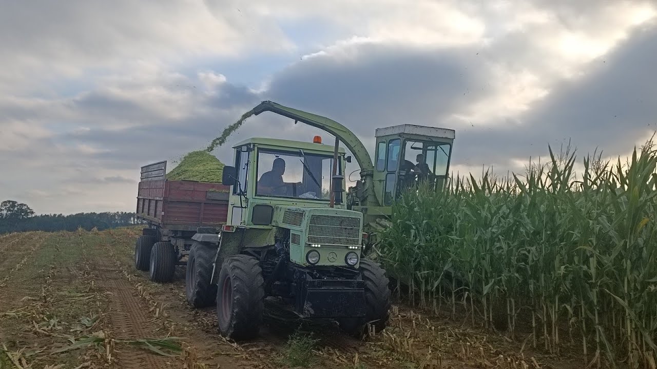 🇵🇱Koszenie kukurydzy 2022🌽 z najlepszą ekipą!|Claas Jaguar 80sf|International 844xl|MB Trac|Zetor|