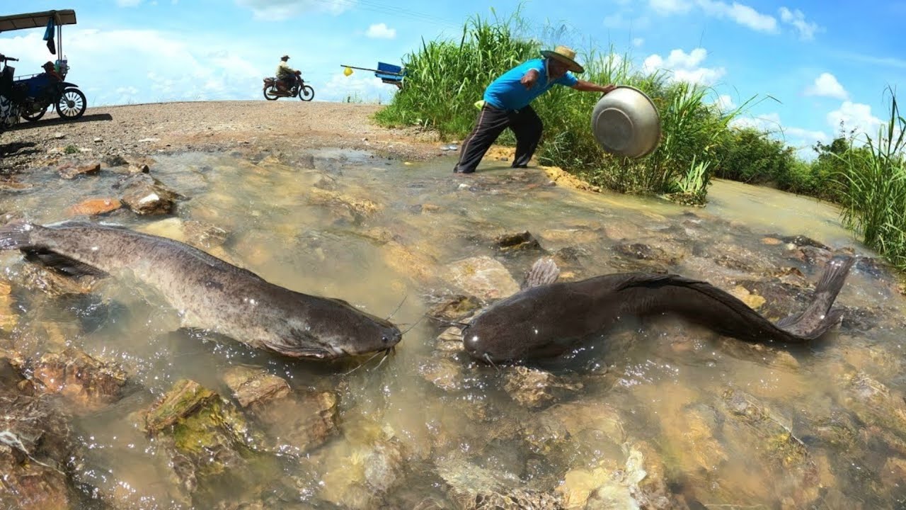 unigue  ! Catching fish with gear in the flowing waters during the flood season is abundant.