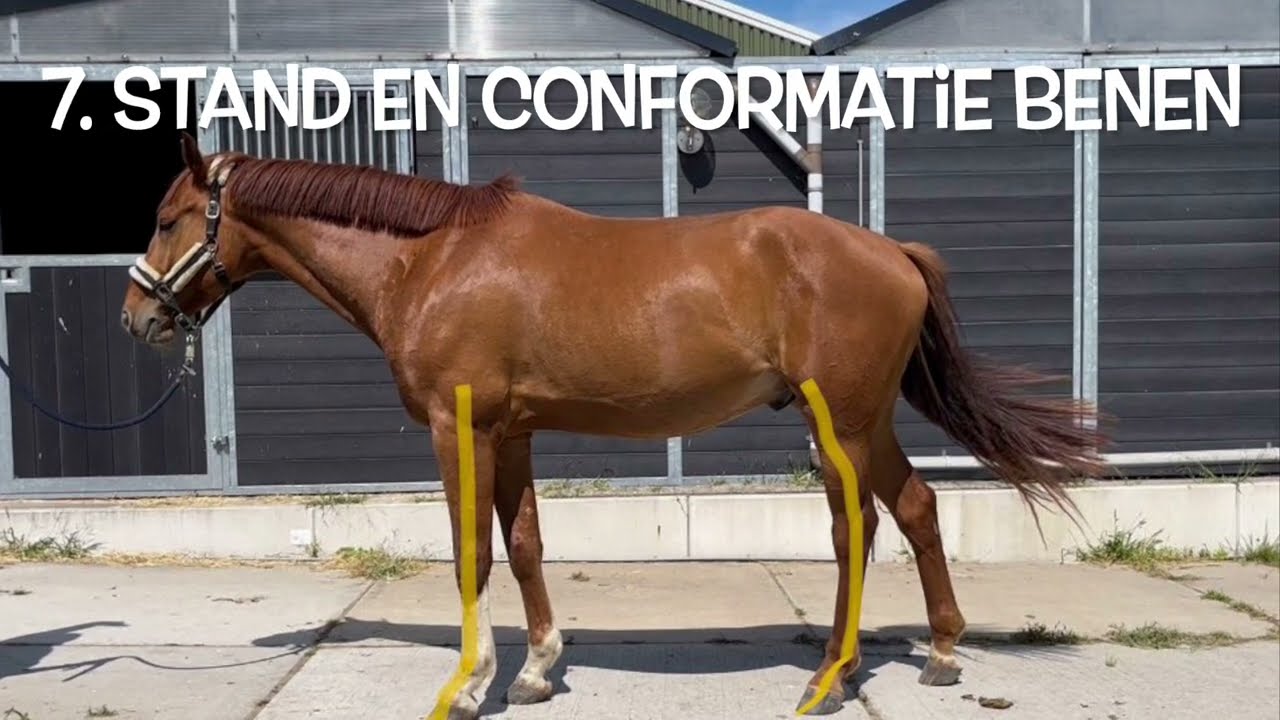 Leer kijken al een paardenarts! | deel 1
