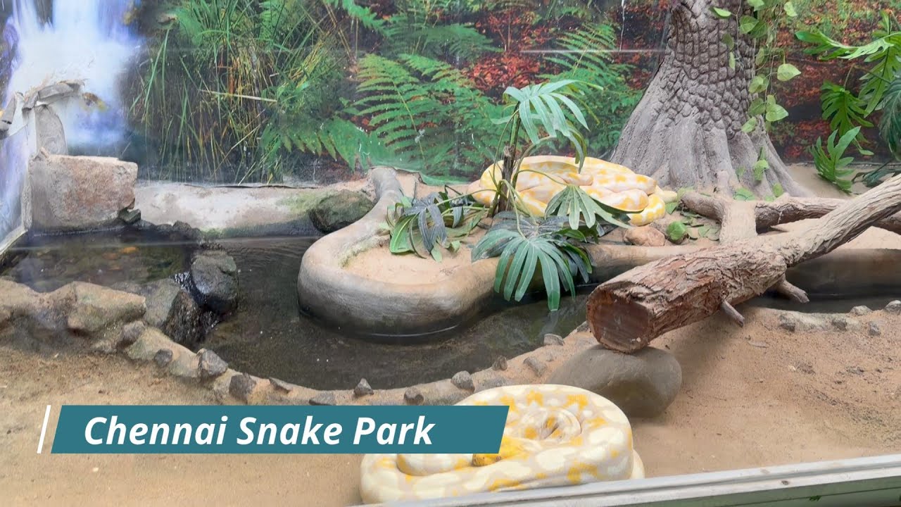 Weekend Outing 🐍🎢 | Chennai Snake Park & Guindy Children’s Park Vlog