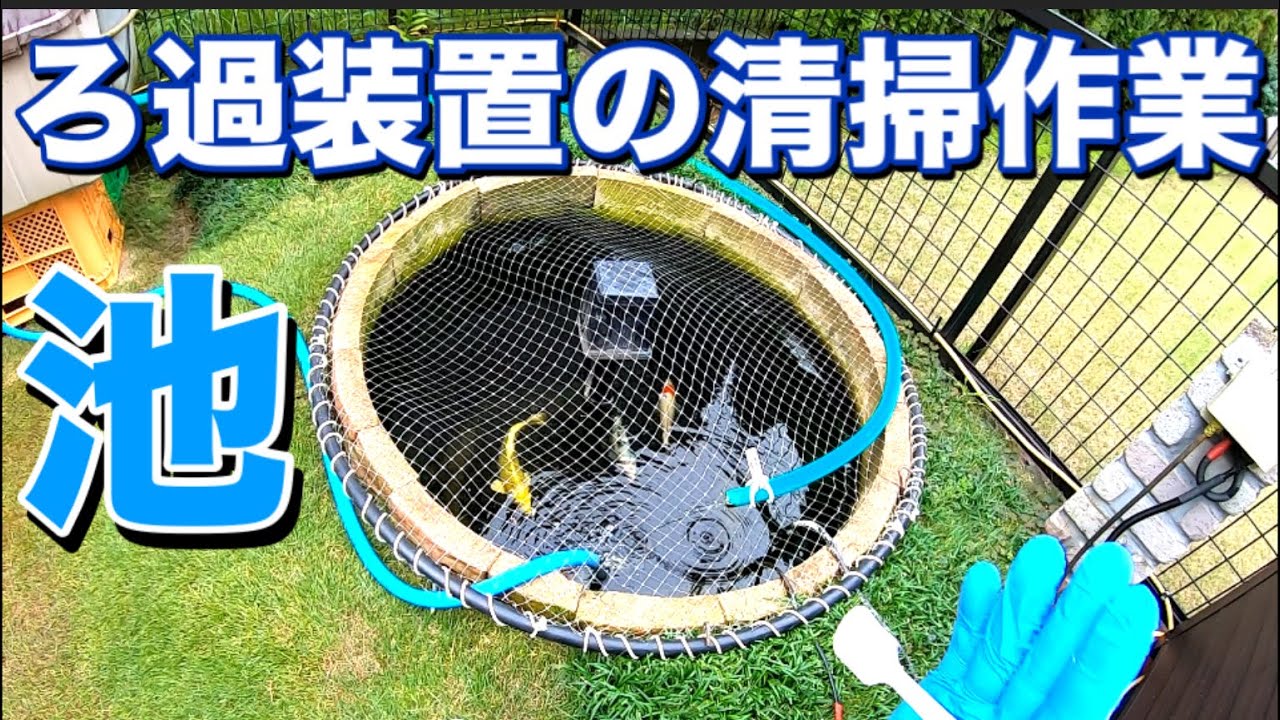 お金をかけずに錦鯉を飼育しています