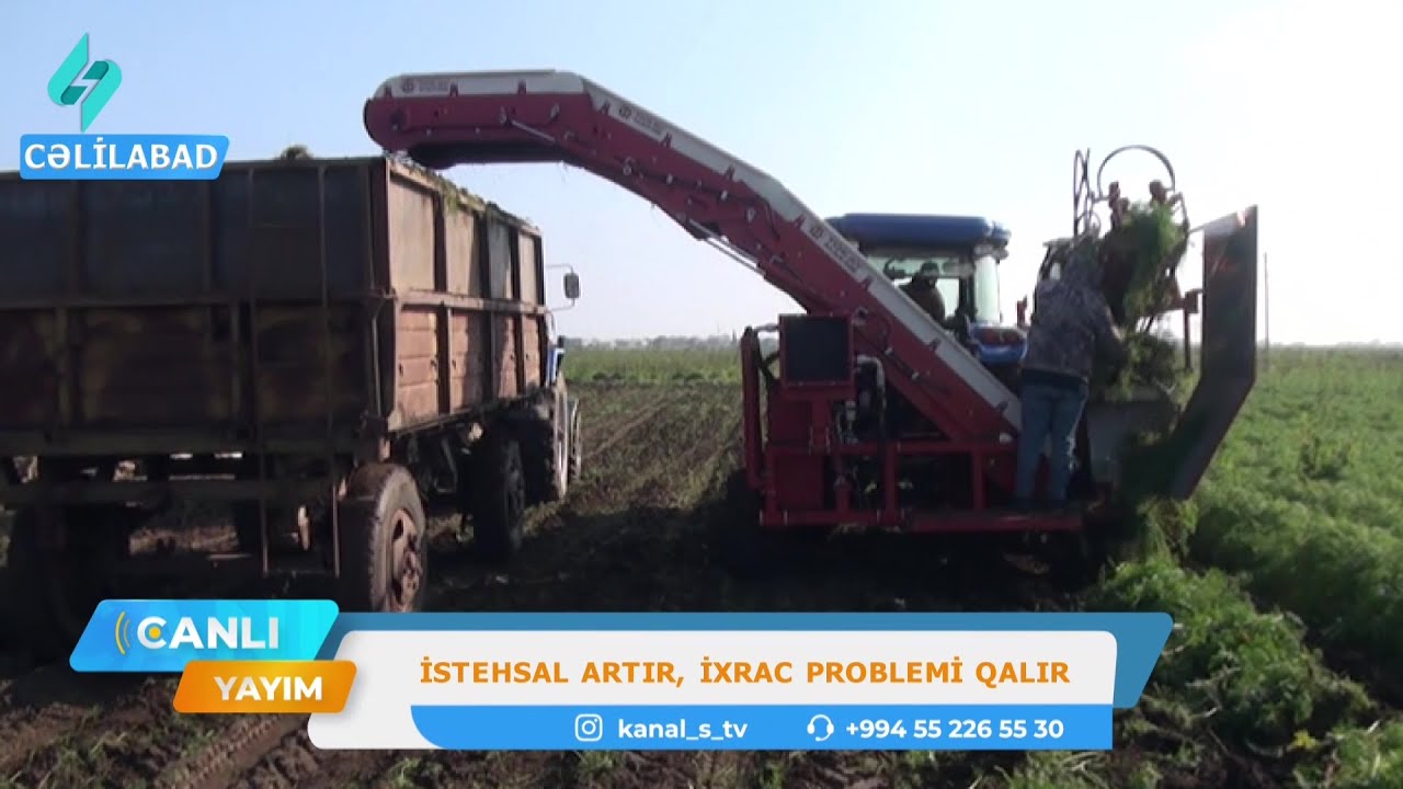 Cəlilabadda yerli kökün ixracında problem var