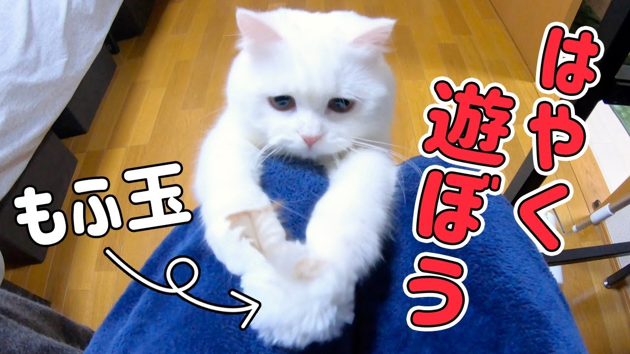 もふもふボールを隠す遊びが大好きなもふもふ猫！
