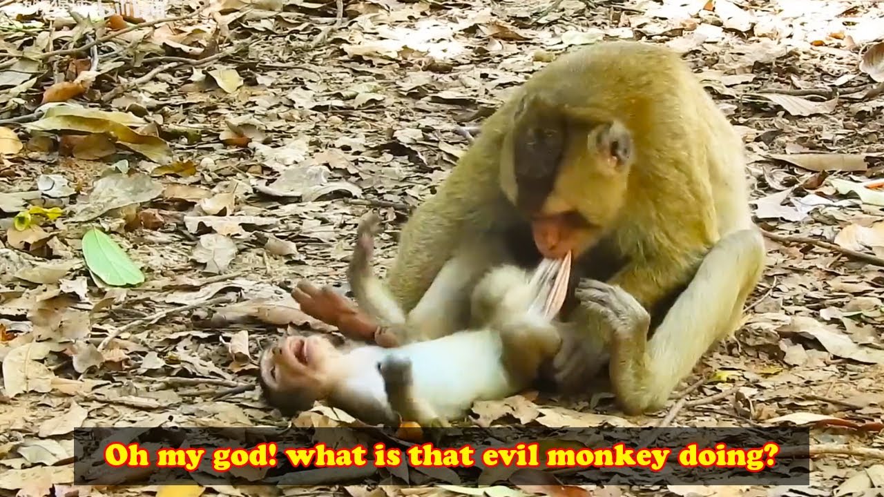 The baby monkey was weaned violently by its mother, biting the wrong place. It hurt so much.