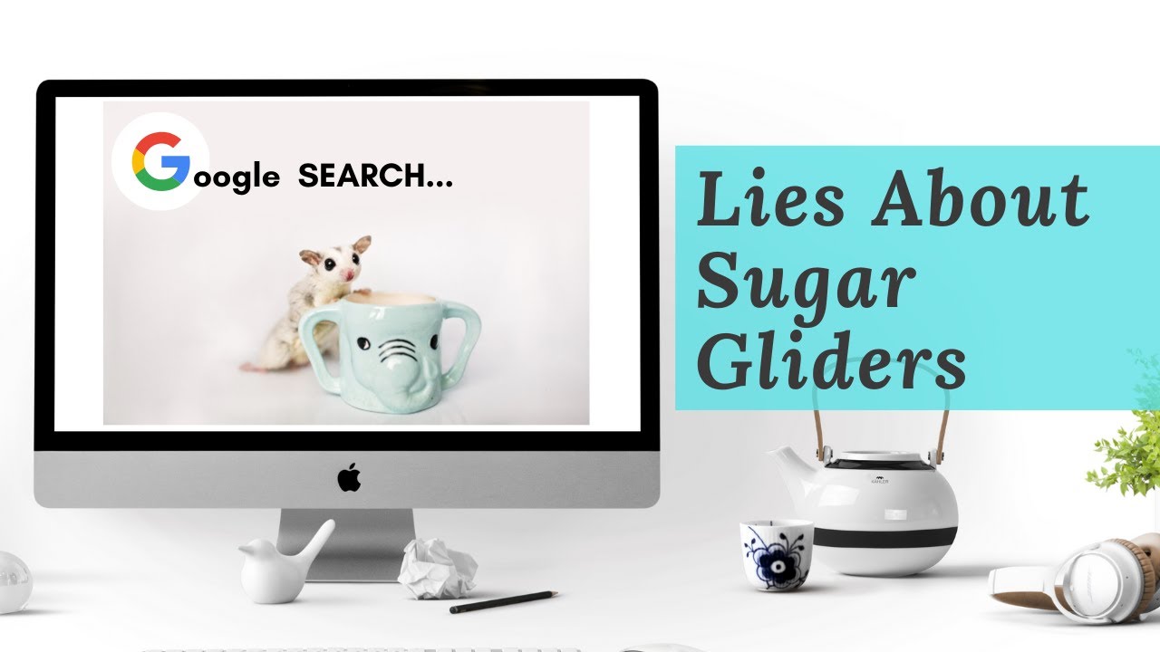 Lies About Sugar Gliders - google search