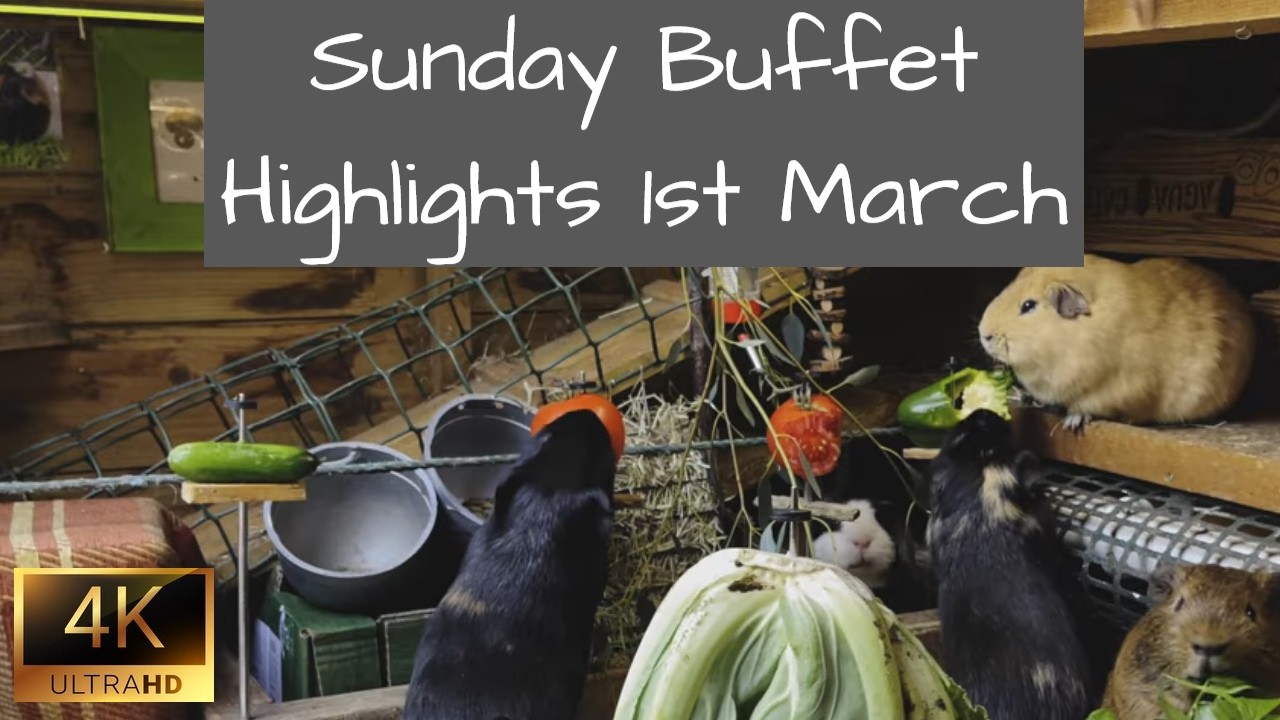 Guinea Pigs | Sunday Buffet Highlights