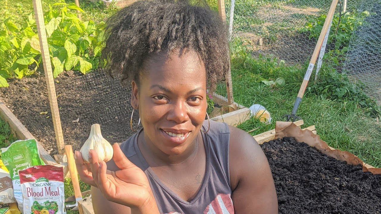 How To Plant Your Fall Garlic! Growing Garlic In Upstate NY!