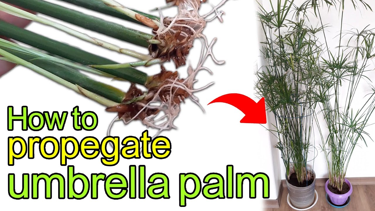 HOW to Propagate UMBRELLA PALM