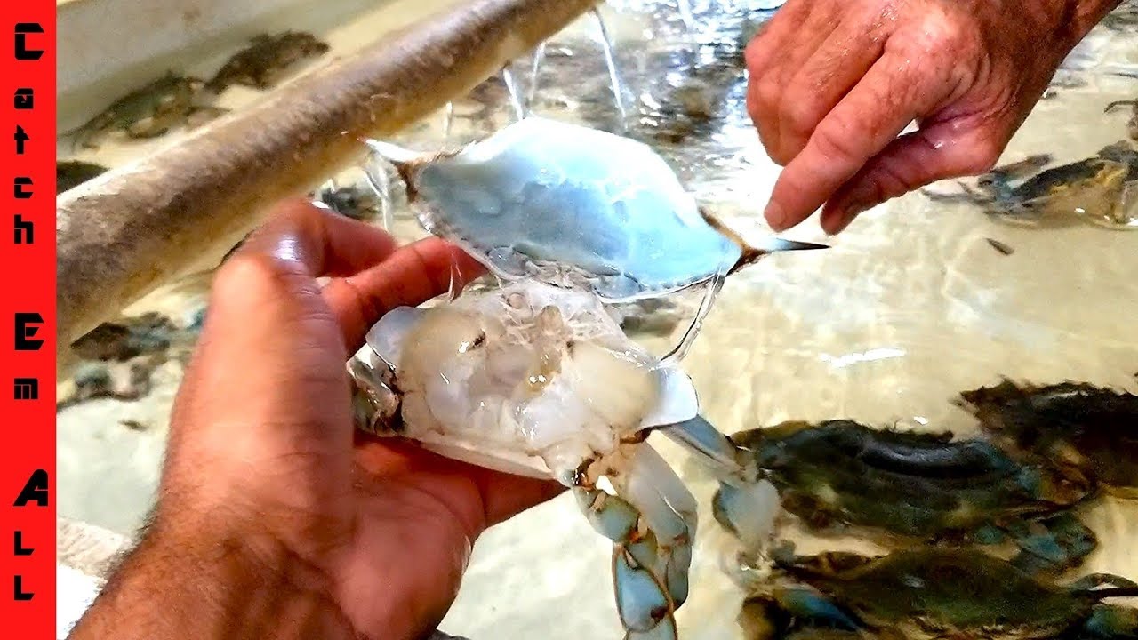 How SOFT SHELL CRABS are MADE! **Crab Pond**