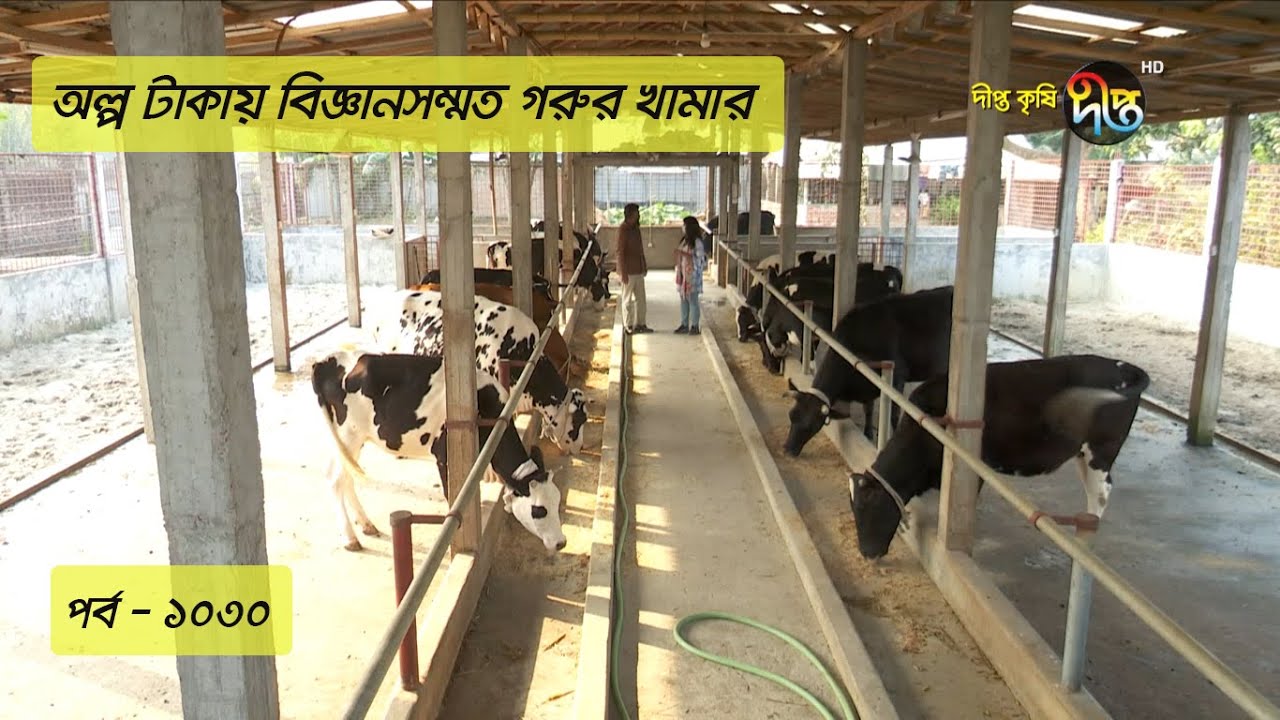 Deepto Krishi/দীপ্ত কৃষি - অল্প টাকায় বিজ্ঞানসম্মত গরুর খামার | রংপুর | deepto tv | পর্ব-১০৩০