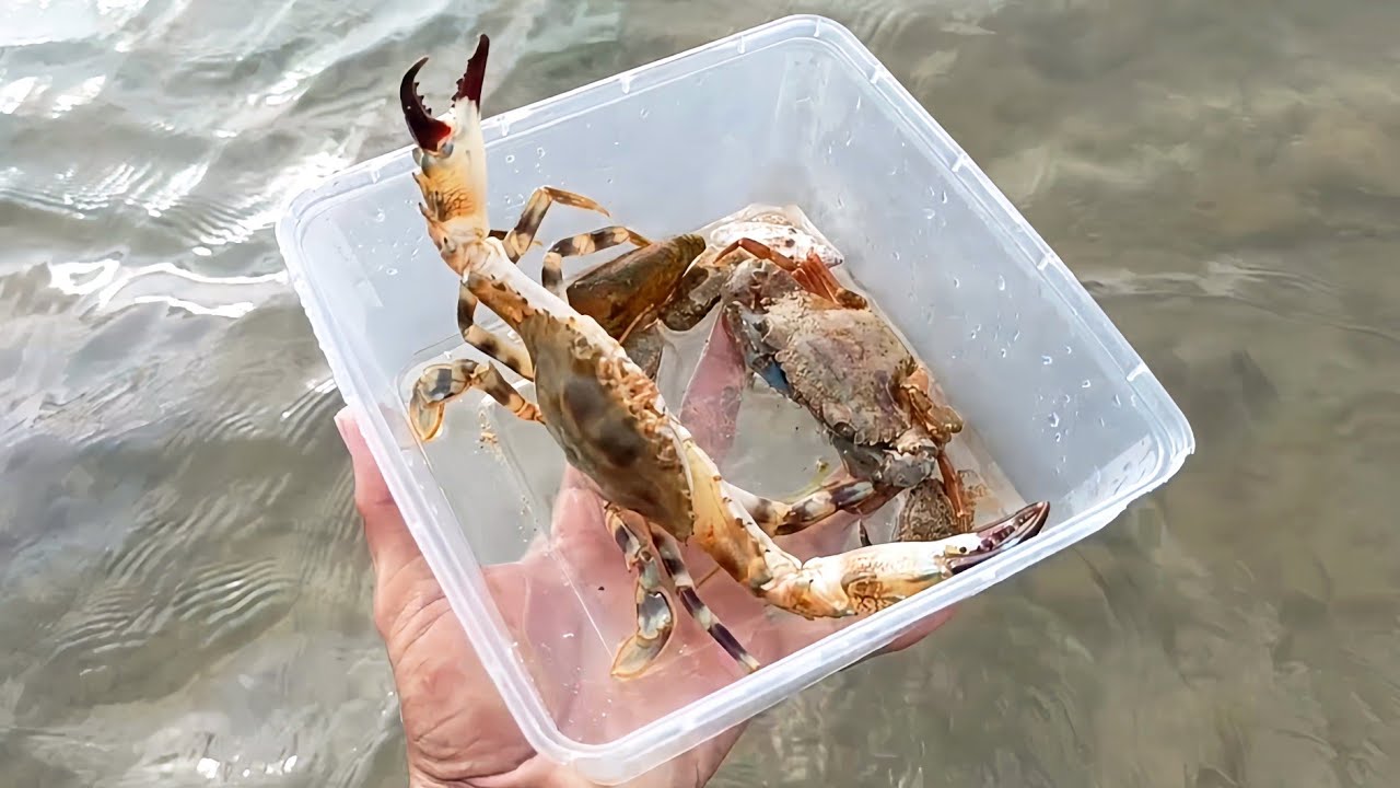 Gak Nyangka! Nemu Kepiting Raksasa Di Sela Karang 🦀