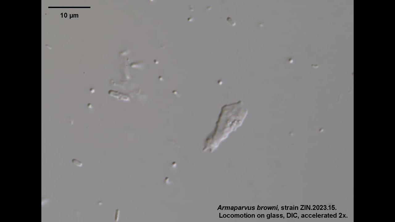 Armaparvus browni Kudryavtsev et al., 2025. Strain RUS21.157W.5 (ZIN.2023.15). Accelerated 2x.
