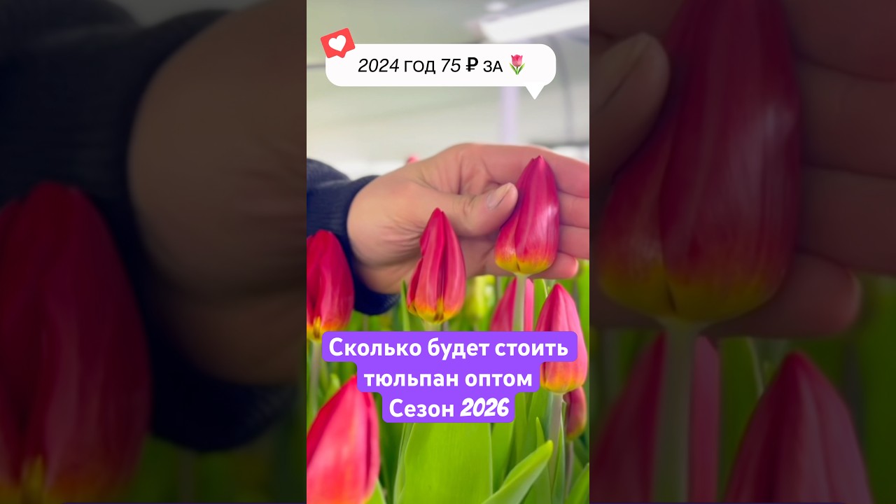 Сколько будет стоить тюльпан оптом,сезон 2026 #бизнес #выгонкатюльпанов #луковицытюльпана