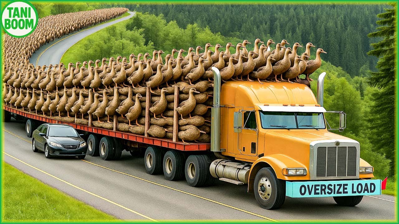 Mengangkut Jutaan Bebek Dengan Cara Ini - Mesin Berat Terbesar di Dunia | Teknologi Pertanian