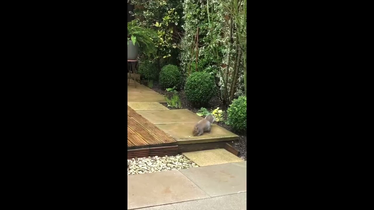 My Squirrel Friend Loves Nuts Vlog