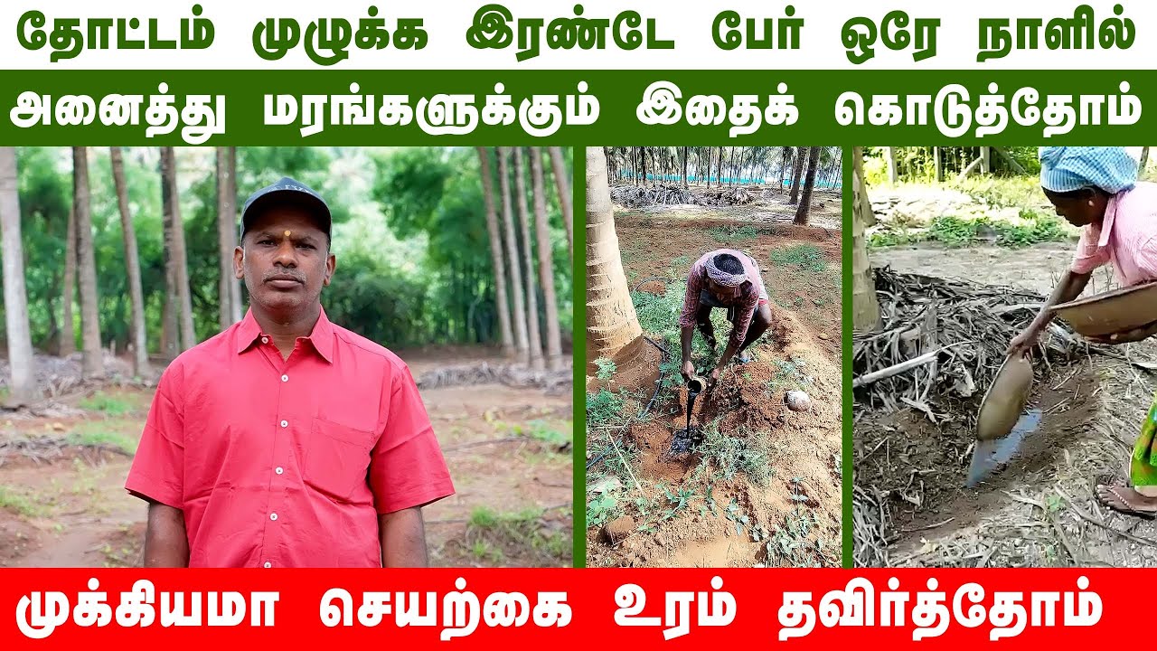 From Whitefly to Welfare: How Natural Fertilizers Revived Senthilkumar’s Coconut Grove 🌴✨