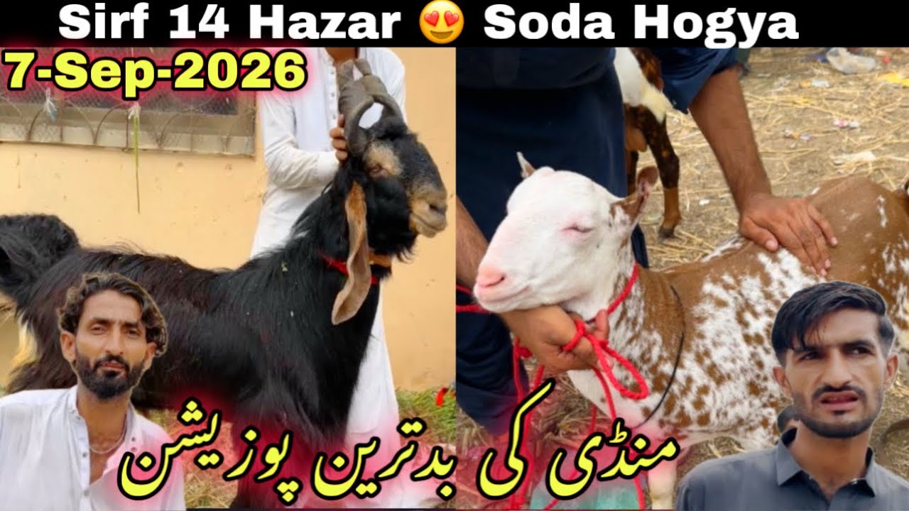 Lalukhet Bakra Mandi Latest Update | 7-Sep-2026 | Lalukhet Bakra Mandi || Bakra Mandi 2025