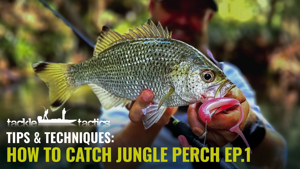 How to Catch Jungle Perch with Vinnie Versfeld - Episode 1