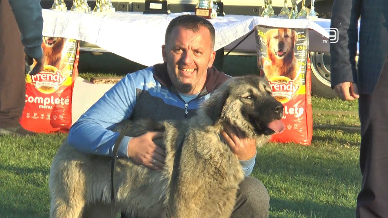 TV KANAL 9, NOVI SAD: IZLOŽBA ŠARPLANINACA U TEMERINU