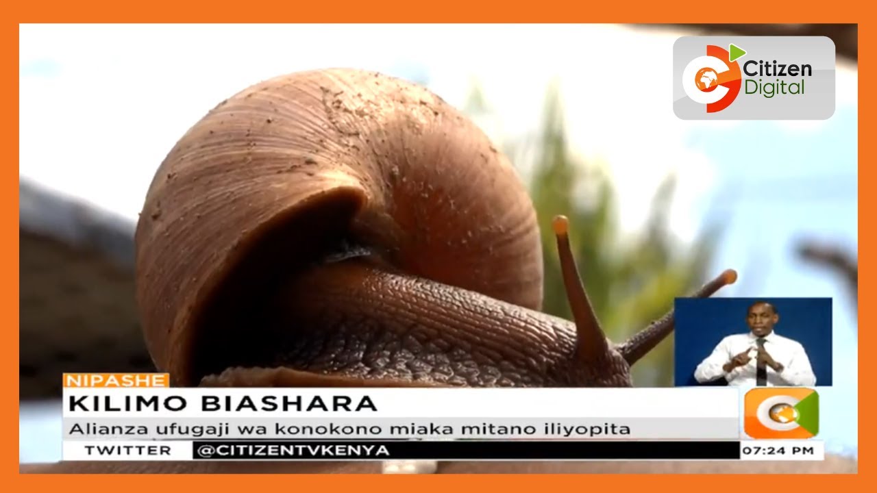 Kilimo Biashara: Wangui Waweru azamia ufugaji wa konokono Lanet, Nakuru