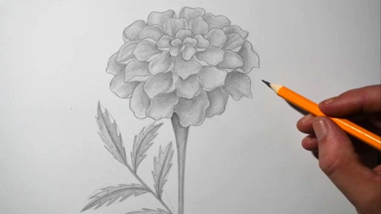 How to Draw a Marigold Flower | Pencil Drawing for Beginners