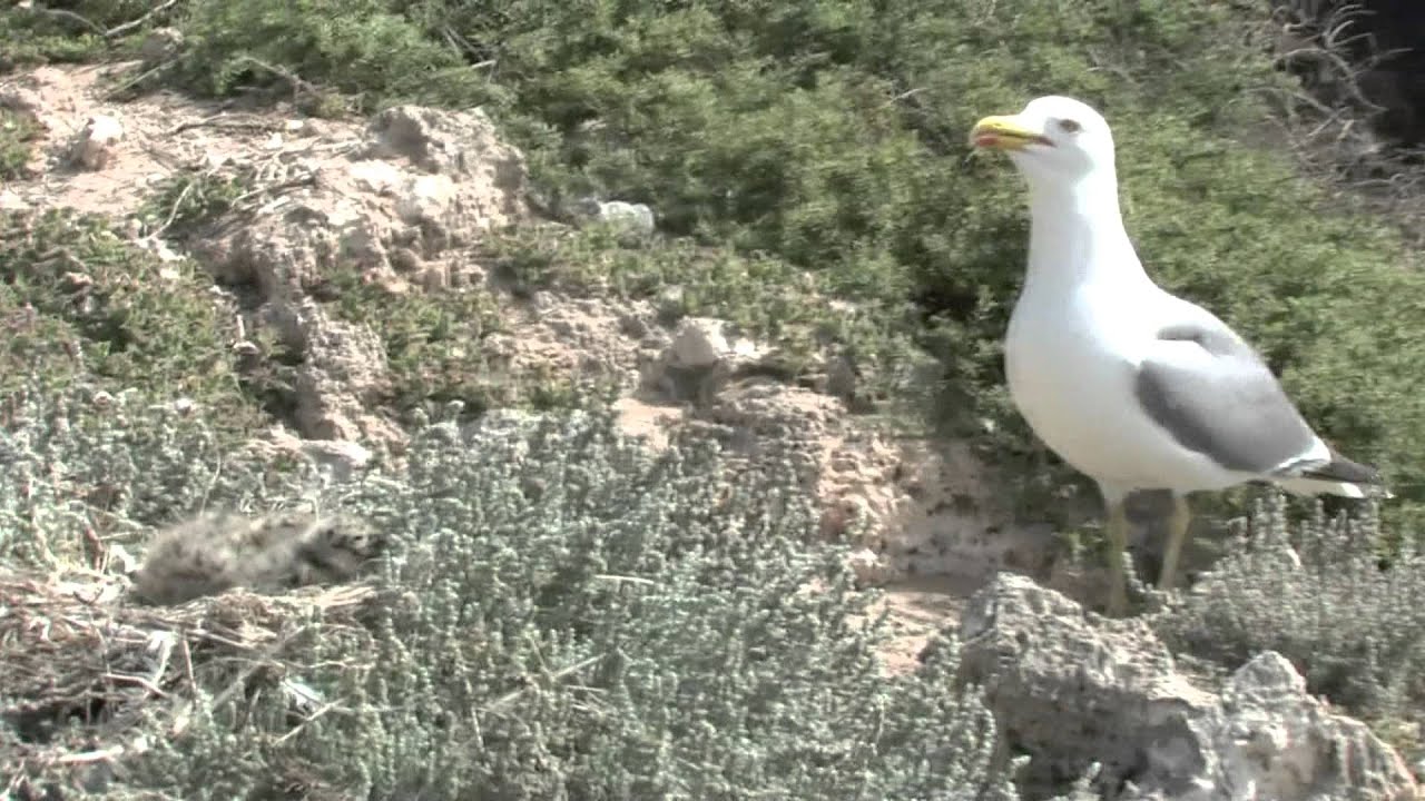 Ile de  Mogador , un patrimoine universel à  préserver