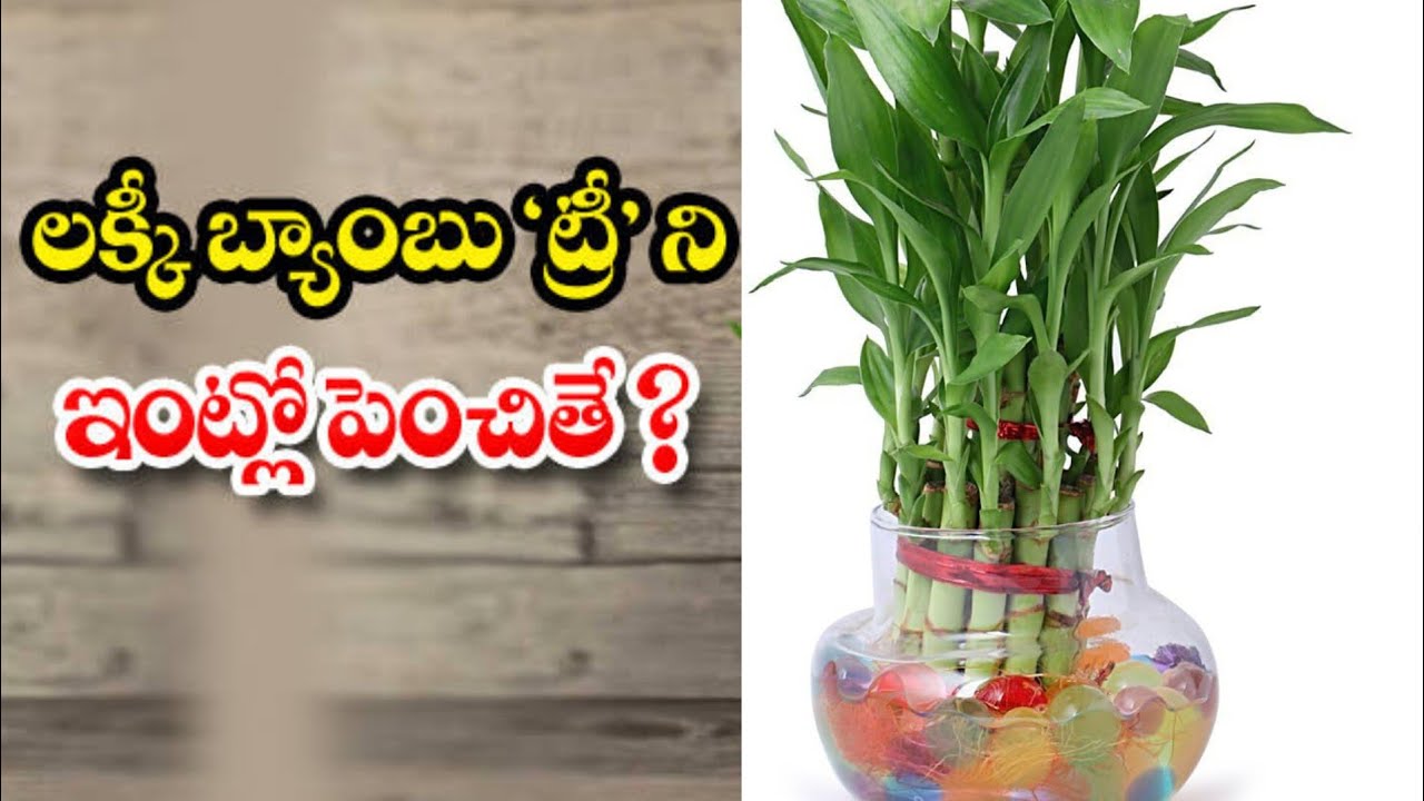 లక్కీ వెదురు మొక్కను ఇంట్లో వుంచుకుంటే..? |Lucky bamboo Vaastu tips for keeping bamboo plant at home