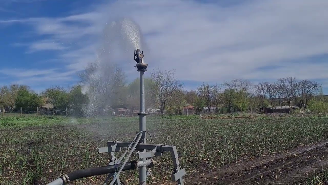 Garlic Irrigation: Advanced Technologies for Successful Cultivation